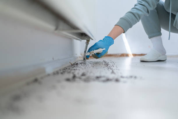 Pest Prevention Services in Kingman, AZ